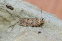 Bryotropha