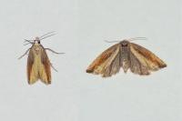 Eucosma obumbratana