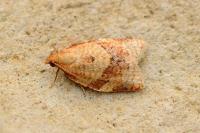 Clepsis consimilana