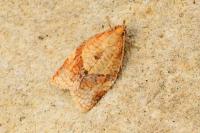 Clepsis consimilana