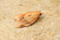 Clepsis consimilana