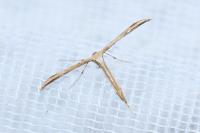 Emmelina monodactyla