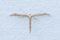 Emmelina monodactyla