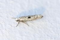Yponomeuta plumbella