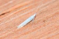 Coleophora