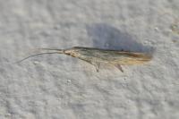 Coleophora