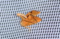 Apoda limacodes