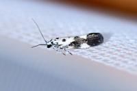 Ethmia quadrillella