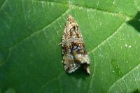 Celypha lacunana