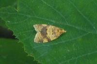 Epagoge grotiana