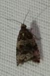 Celypha lacunana