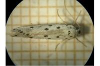 Ethmia terminella