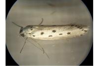 Ethmia terminella