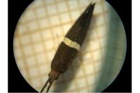 Eidophasia messingiella