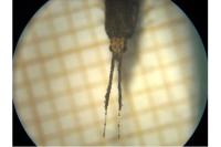 Eidophasia messingiella