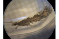 Plutella xylostella