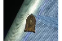 Archips podana