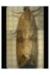 Celypha striana