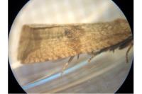 Celypha striana