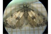 Neocochylis dubitana