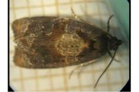 Ditula angustiorana