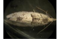 Epinotia bilunana