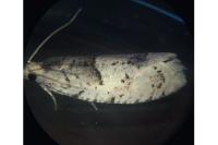 Epinotia bilunana