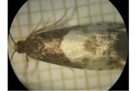 Notocelia cynosbatella