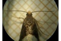 Notocelia cynosbatella