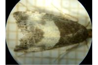 Notocelia cynosbatella