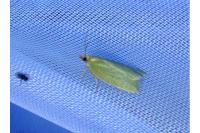 Tortrix viridana