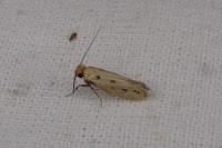 Anomalotinea liguriella