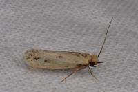 Anomalotinea liguriella