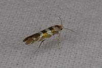Argyresthia goedartella