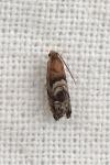Cydia interscindana