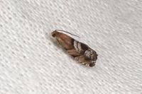 Cydia interscindana