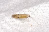 Epidola stigma