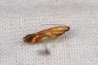 Metzneria aprilella
