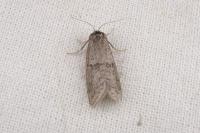 Penestoglossa dardoinella