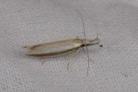 Pleurota aristella