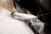 Yponomeuta rorrella