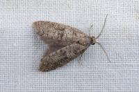 Penestoglossa dardoinella