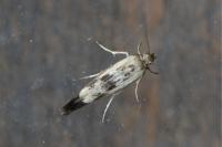 Scythris limbella