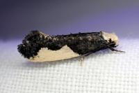 Monopis monachella