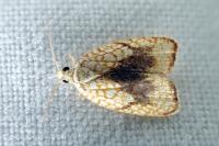 Acleris forsskaleana