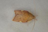 Carcina quercana