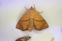 Apoda limacodes