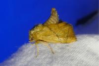 Apoda limacodes