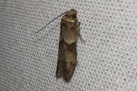 Blastobasis glandulella
