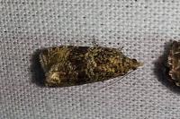 Celypha lacunana
